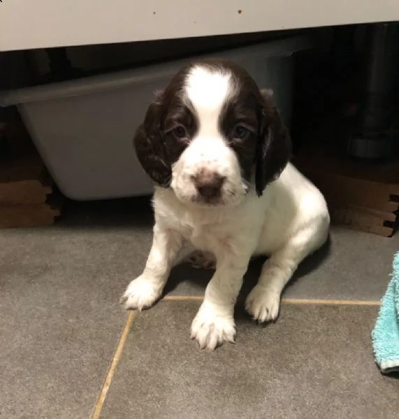 adorabili cuccioli di cocker spaniel pronti per l'adozione