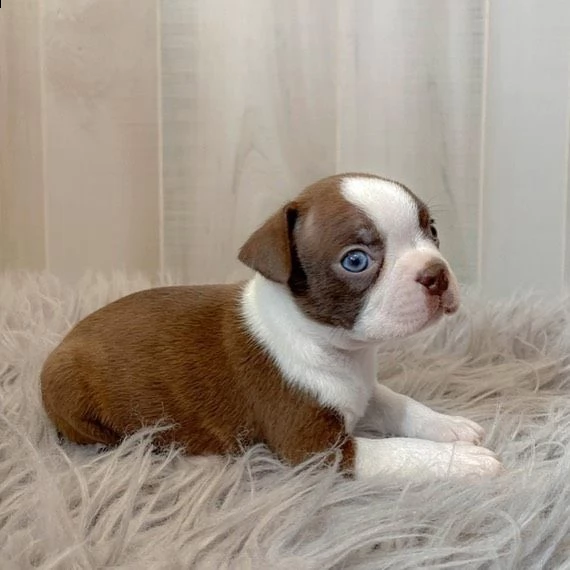 adorabili cuccioli di boston terrier predisposti per l'adozione