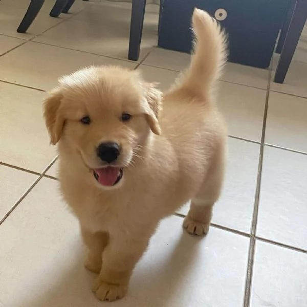 abbiamo bellissimi cuccioli di golden retriever che sono pronti per andare in case amorevoli con un 