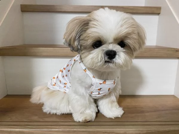 regalo bellissimi cuccioli allevati shih-tzu, colore bianco e nero. due e una feminuccia maschietti.