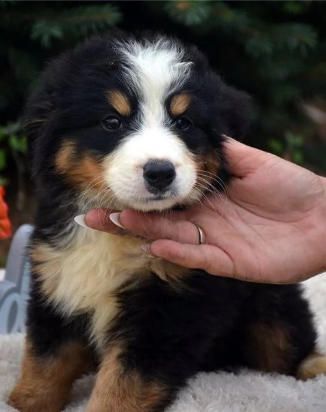 3 mesi cuccioli bovaro del bernese