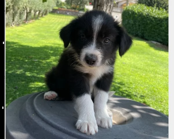 vendita cucciolo vendita border collie femmine con pedigree