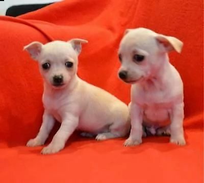 vendita cucciolo bellissimi cuccioli di chihuahua per una casa amorevole