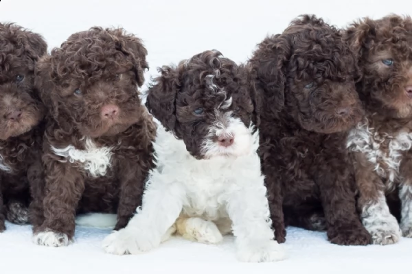  regalo lagotto romagnolo cuccioli meravigliosi !