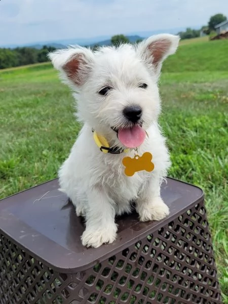 regalo adorabili cuccioli  west highland terrier bianco femminucce e maschietti disponibili