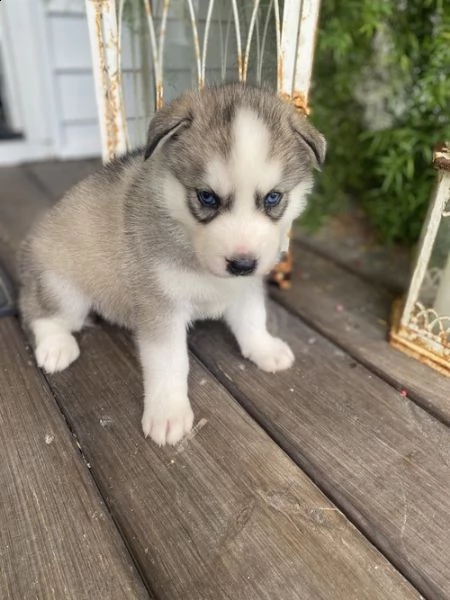 regalo cuccioli siberian husky  maschio e femmina