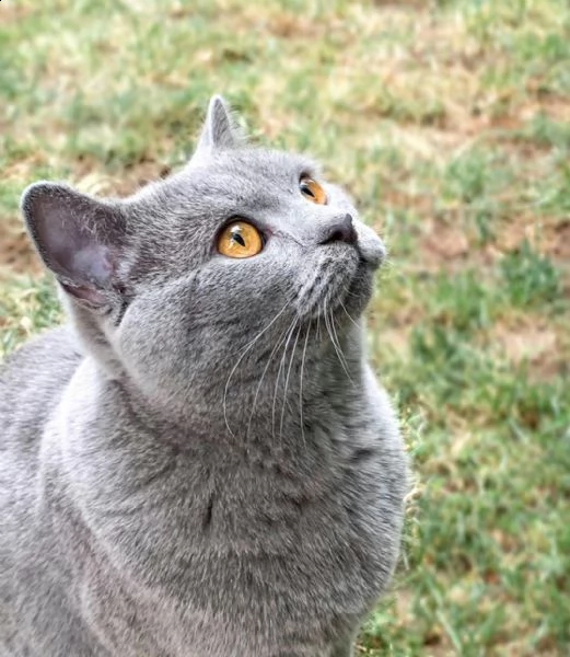 regalo di adorabile gattino di british bello e carino.   uomini e donne pronti per una casa amorevol