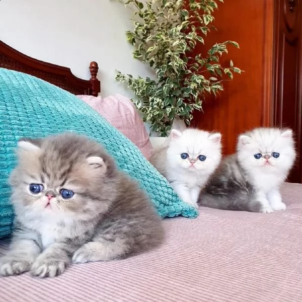 consegna regalo gattino di razza di exotic shorthair con libretto sanitario,   microchip, vaccinato 