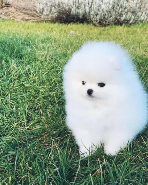 spitz di pomerania bianco | Foto 0