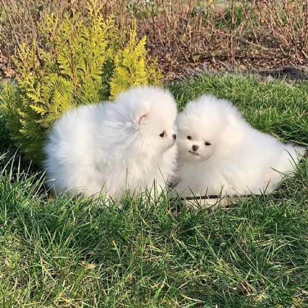 spitz di pomerania bianco