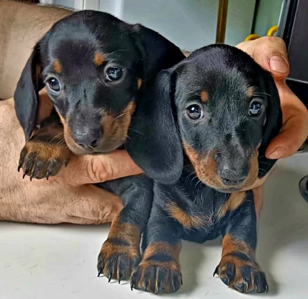 Cuccioli di bassotto nano | Foto 1