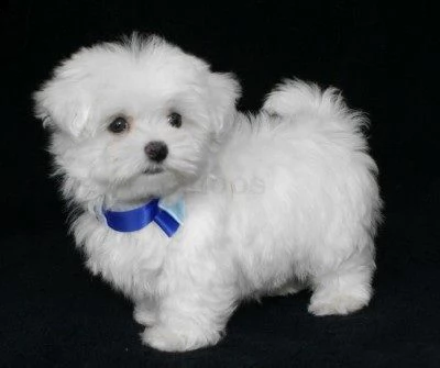 email : arwenbrades10[at]gmail[.com] adorali cuccioli di maltese femminucce e maschietti disponibili per 