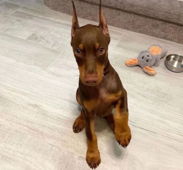 regalo adorabili cuccioli dobermann femminucce e maschietti