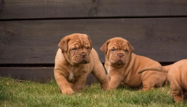 regalo bellissimi maschi e femmine dogue de bordeaux cuccioli