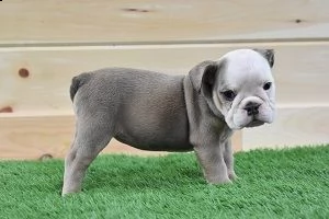 regalo bulldog inglese cuccioli con pedigree