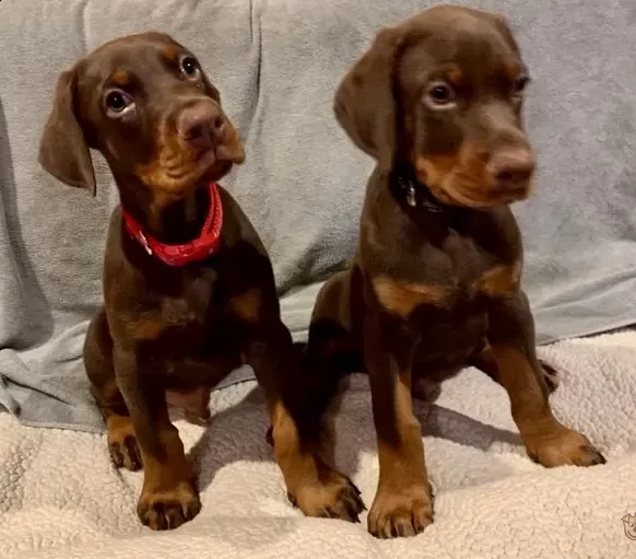 dobermann chocolate cuccioli