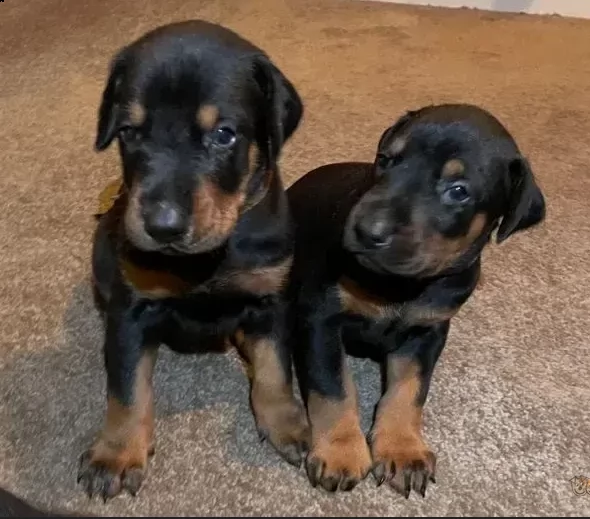 cuccioli dobermann di 3 mesi