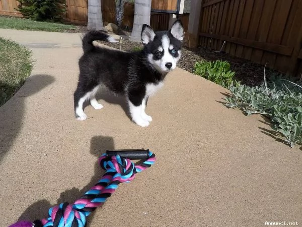 vendita cucciolo cuccioli di husky occhi azzurri italiani