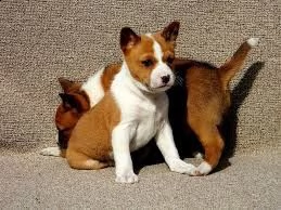 cucciolo di basenji tenerissimi intrigantissimi e buonissimi di 70 giorni sia maschi che femmina ott