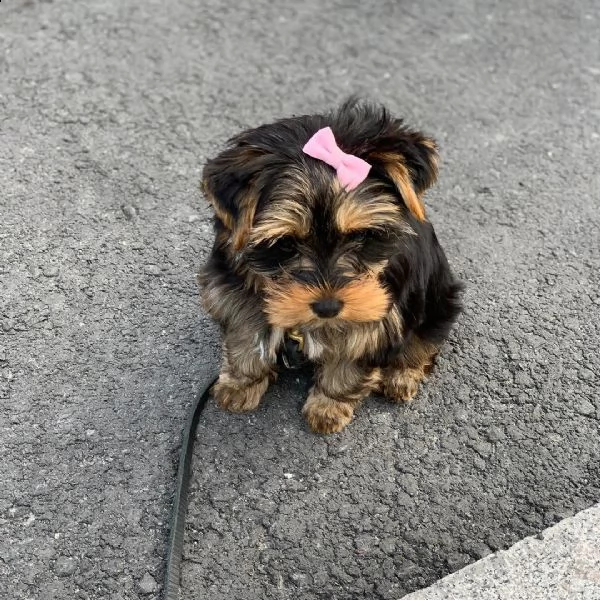 bellissimi cuccioli di york shire | Foto 0