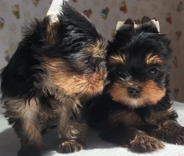 bellissimi cuccioli di york shire