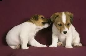 adorabili cuccioli di jack russel femminucce e maschietti disponibili per l'adozione cuccioli sono v