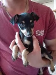 adorabili cuccioli di pinscher femminucce e maschietti disponibili per l'adozione cuccioli sono vacc