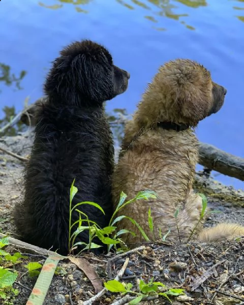 tibetan mastiff 