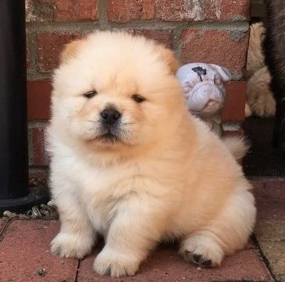 chow chow