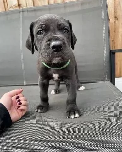 stupendi cuccioli di alano blue e neri | Foto 3