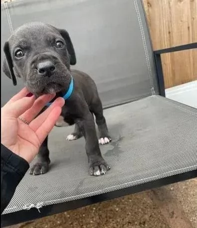 stupendi cuccioli di alano blue e neri | Foto 1