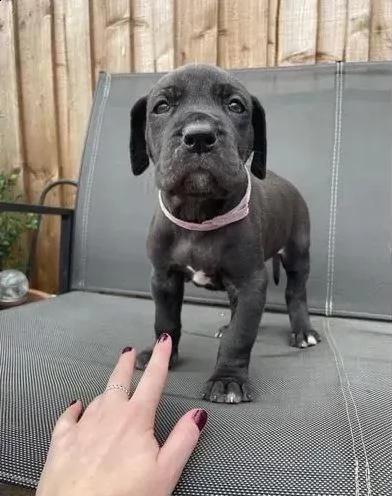 stupendi cuccioli di alano blue e neri | Foto 0