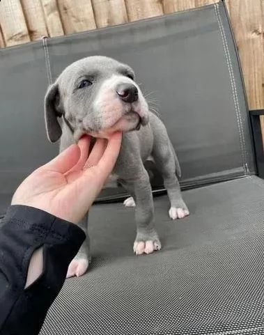 stupendi cuccioli di alano blue e neri