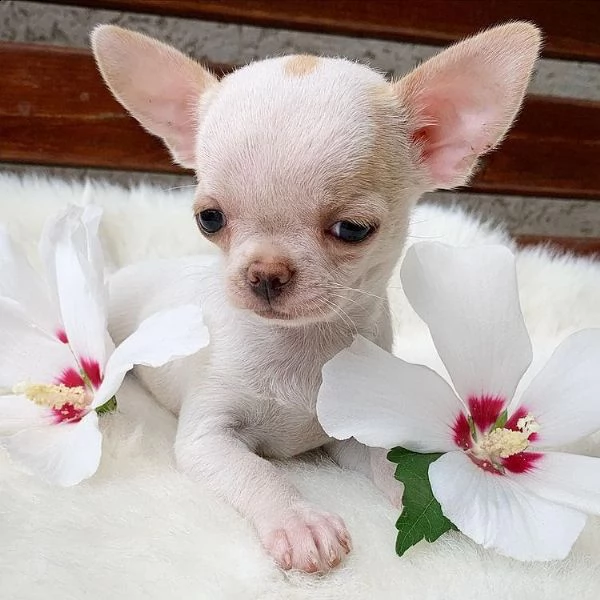 chihuahua