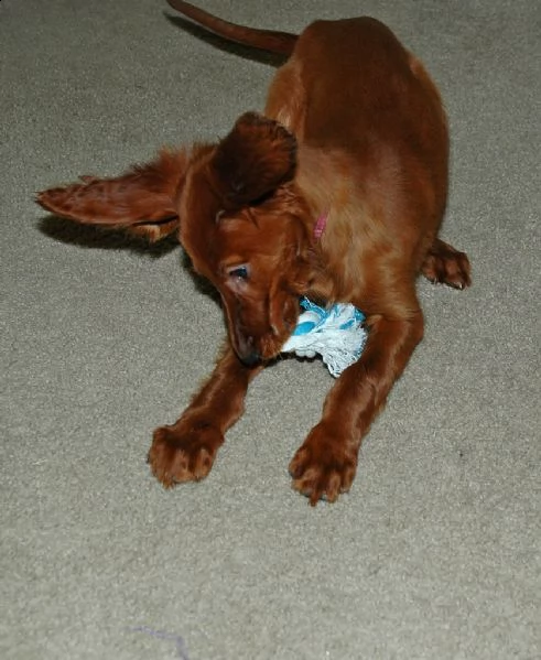 splendidi cuccioli di setter irlandese | Foto 0