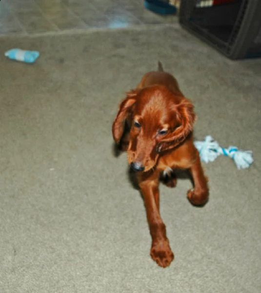 splendidi cuccioli di setter irlandese