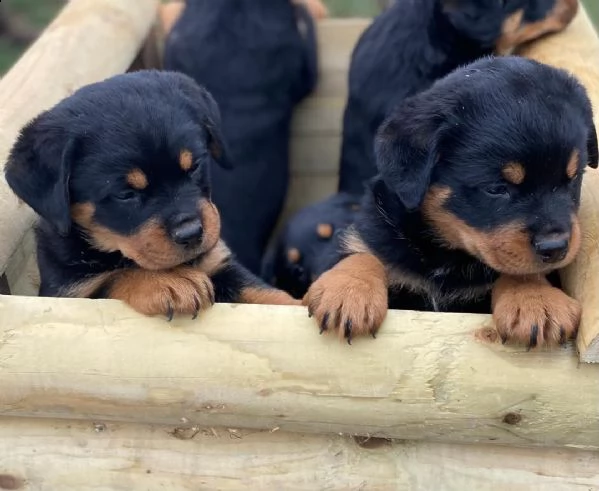 regalo cuccioli di tipo rottweiler con i capelli corti