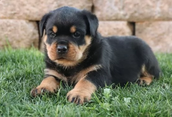  cucciolo di rottweiler giocoso pronto per un nuovo amore