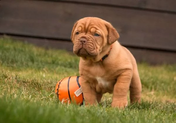 regalo bellissimi maschi e femmine dogue de bordeaux cuccioli