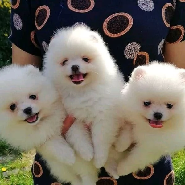 cuccioli di spitz pomerania 3 mesi