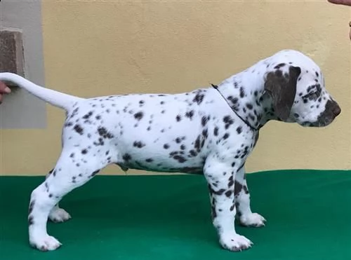 cucciolo di dalmata bianco/nero | Foto 1