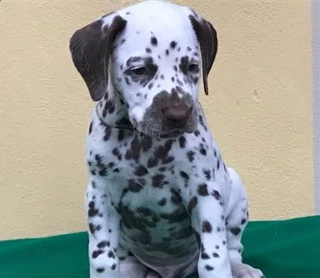 cucciolo di dalmata bianco/nero | Foto 0