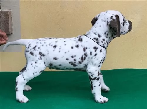 cucciolo di dalmata bianco/nero