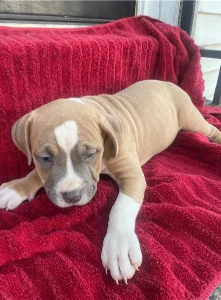 disponibili cuccioli di american amstaff