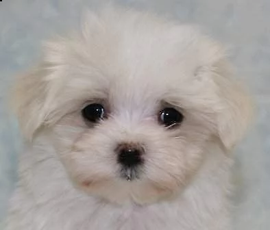 4 cuccioli di maltese toy