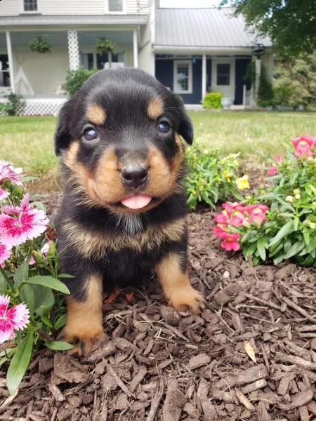 regalo cuccioli dal pelo corto rottweiler