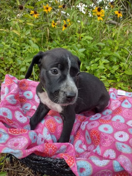 regalo adorabili cuccioli  dobermann