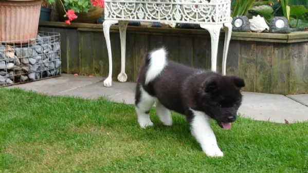  regalo akita inu cuccioli maschio e femmina