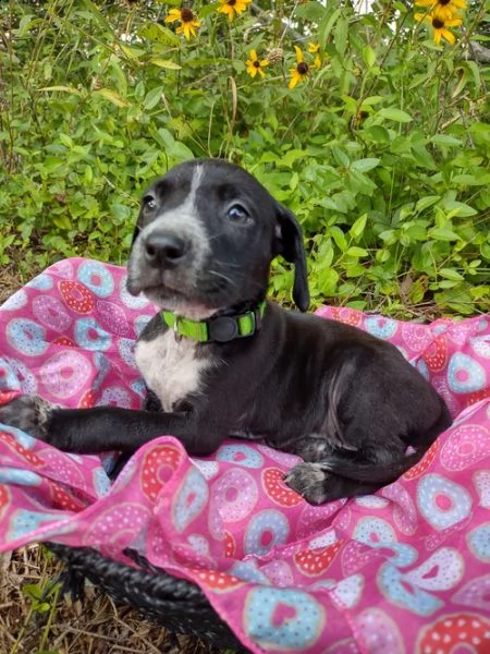 regalo adorabili cuccioli  dobermann  femminucce e maschietti gratuita