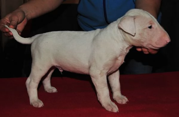 vendita cucciolo bull terrier miniature | Foto 6